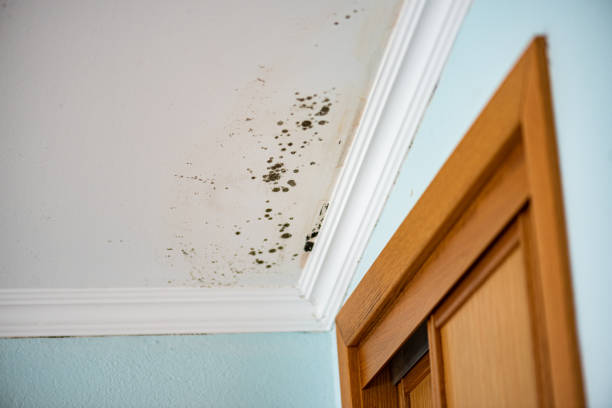 Grand Prairie, TX Mold Removal Company